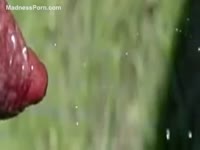 Dog enjoys peeing after playing in the park